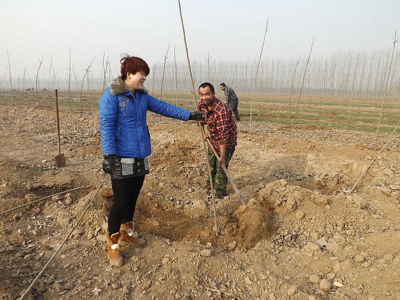 ����ƻ�ֲ������8�����