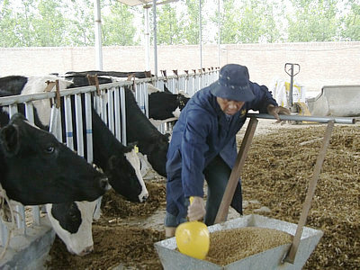 ������ţ�����紴����׼����ֳ������