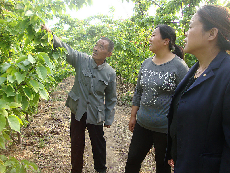 ��Ѯ������ֲ������¸�